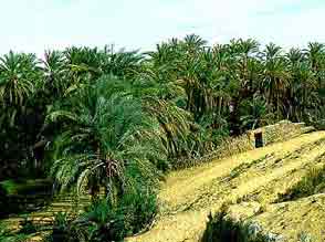iwa and Bahareya